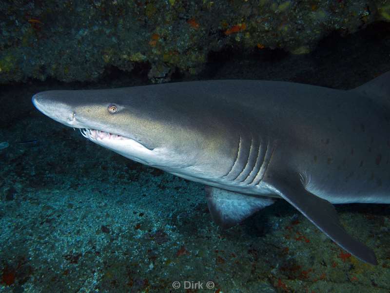 duiken zuid-afrika ragged tooth shark