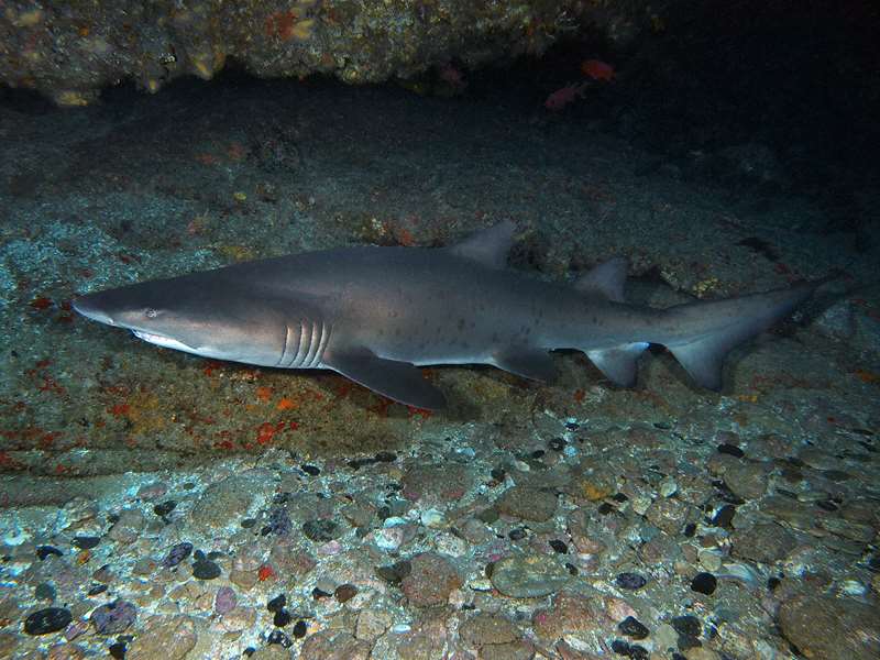 diving south africa ragged tooth shark