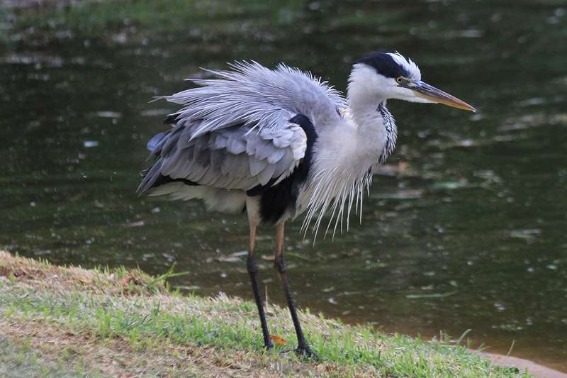 south africa st lucia bird