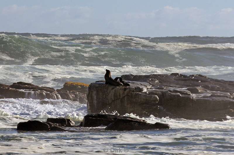 south africa seals