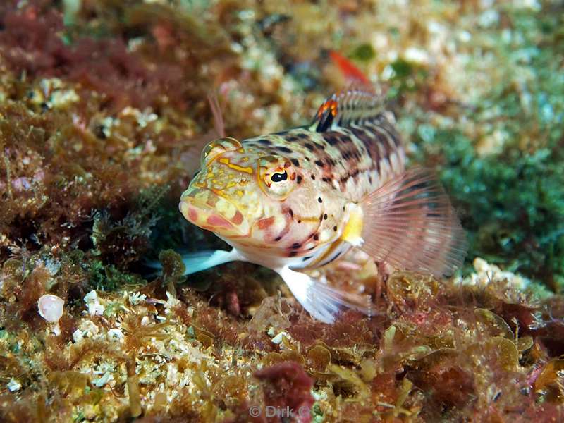 duiken zuid-afrika sandperch