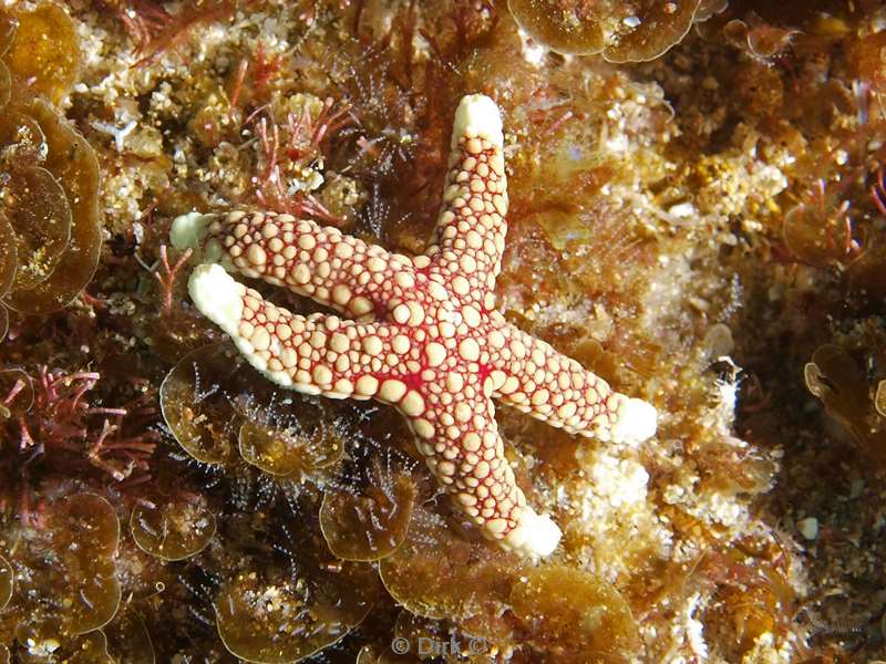 diving south africa seastar