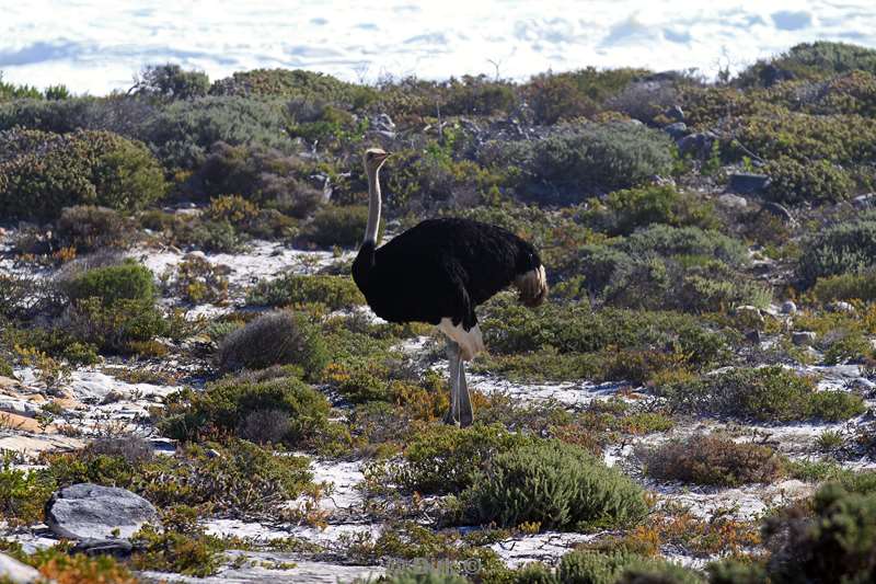 zuid-afrika struisvogel