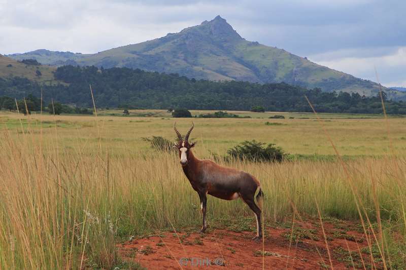 swasiland wildpark mlilwane blesbokken