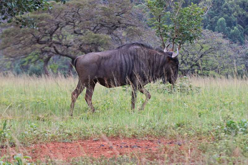 swasiland wildpark mlilwane gnoes