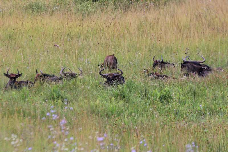 swasiland wildpark mlilwane gnoes