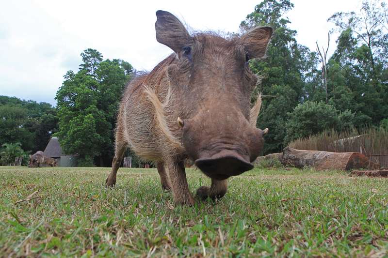 swasiland mlilwane wildpark warthog