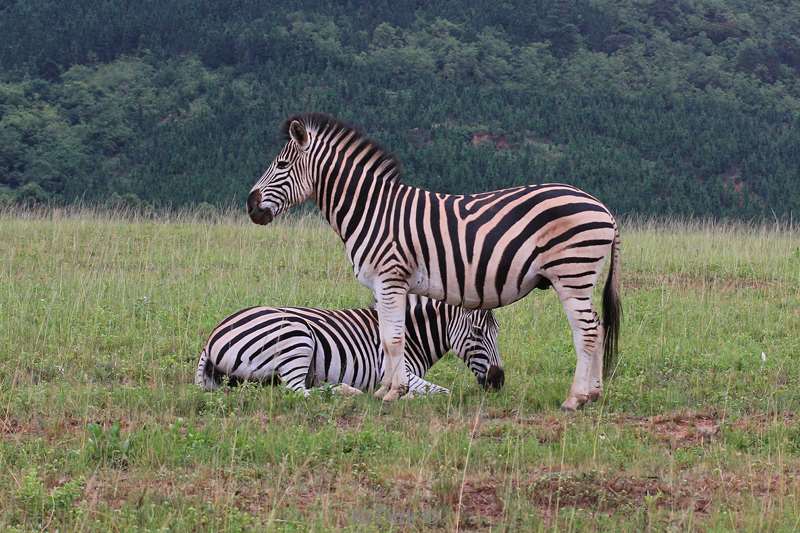 swasiland wildpark mlilwane zebras