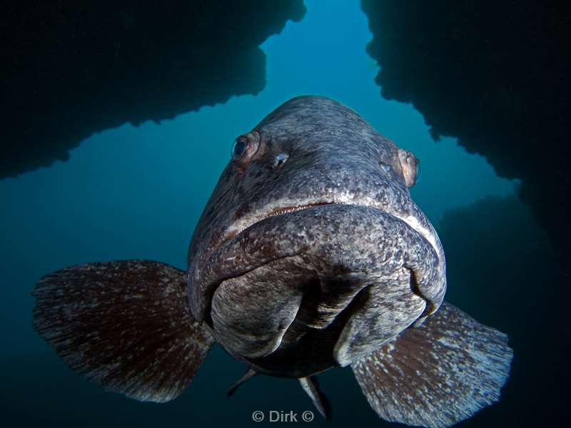 diving south africa grouper