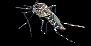 tiger mosquito