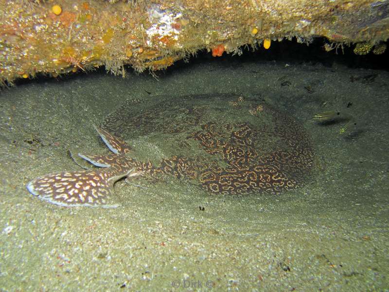 duiken zuid-afrika torpedo-ray