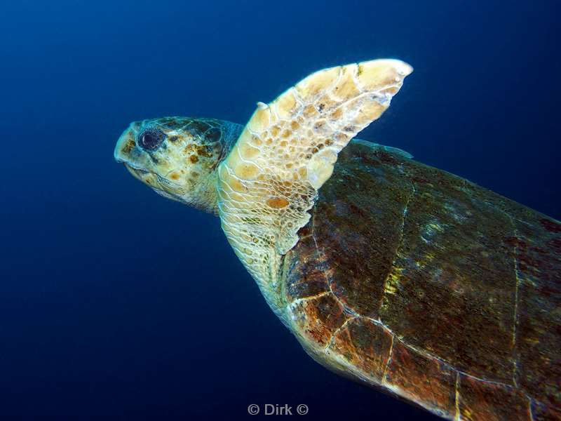 diving south africa turtle