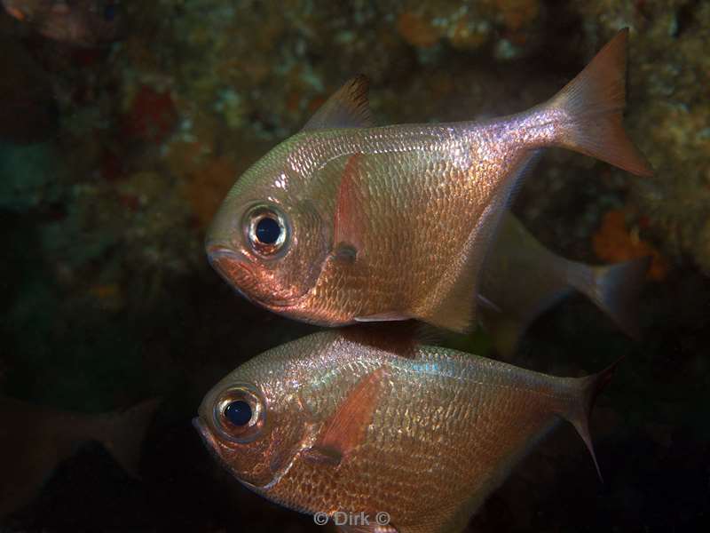 diving south africa fish