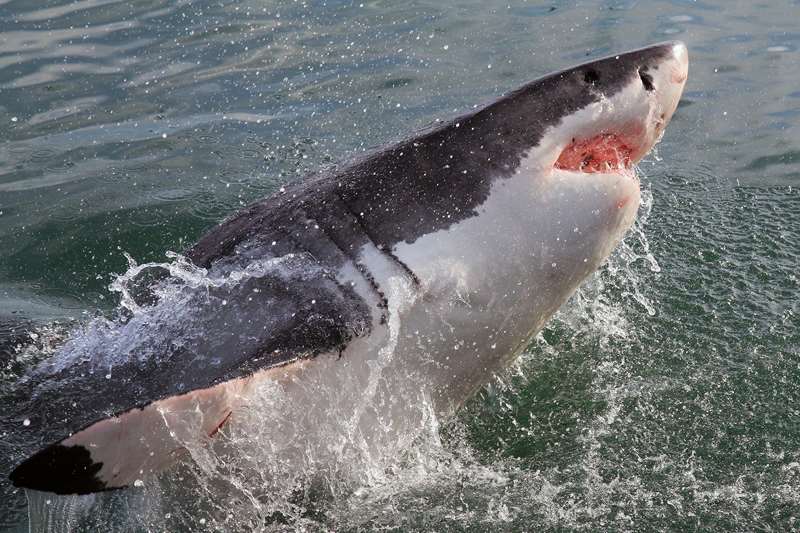 zuid-afrika witte haai great white shark