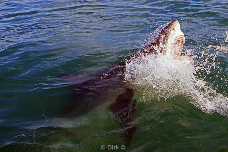 south africa great white shark