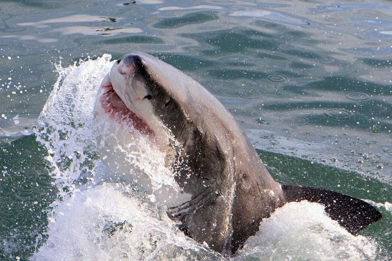 south africa great white shark