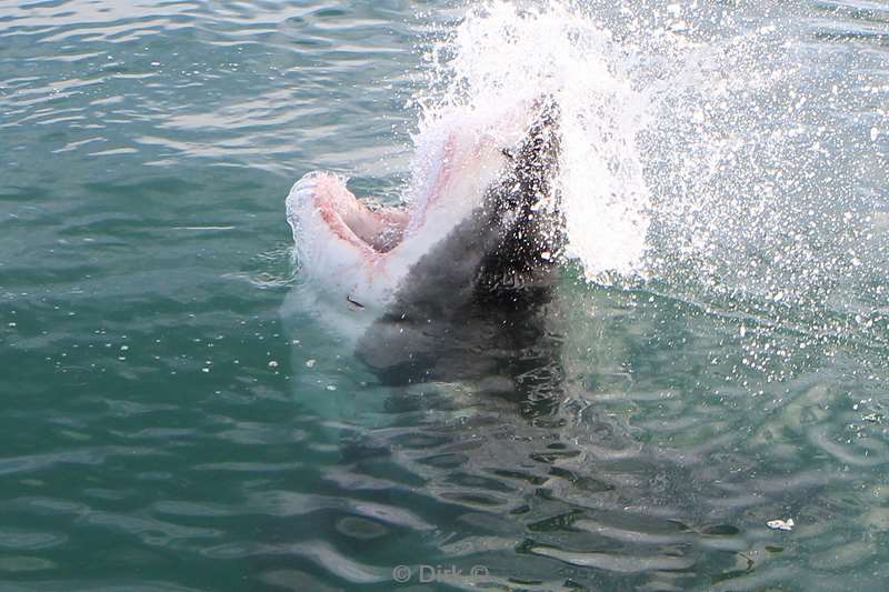 zuid-afrika witte haai great white shark