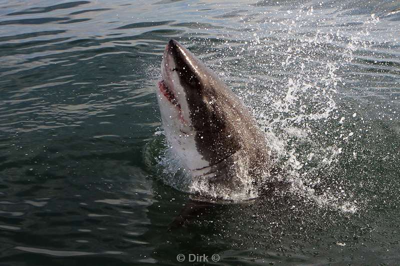 zuid-afrika witte haai great white shark