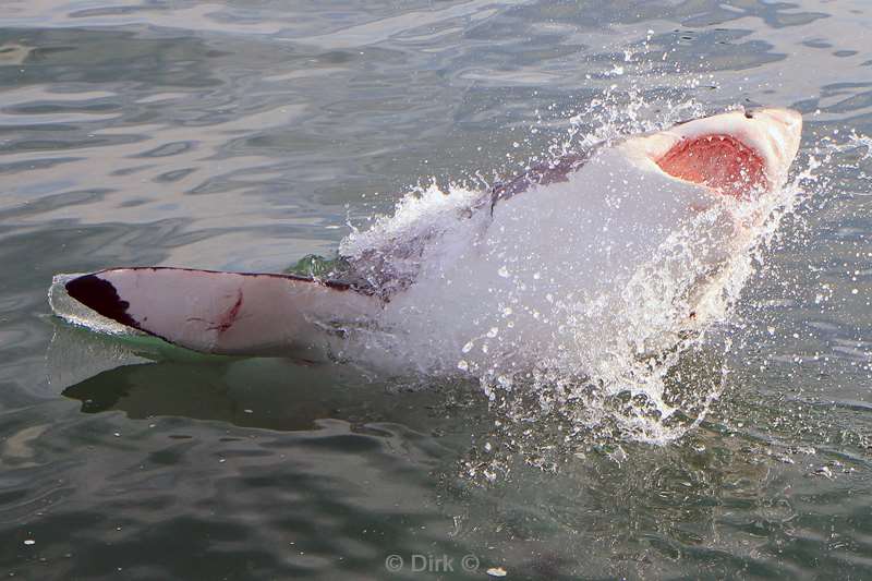 zuid-afrika witte haai great white shark