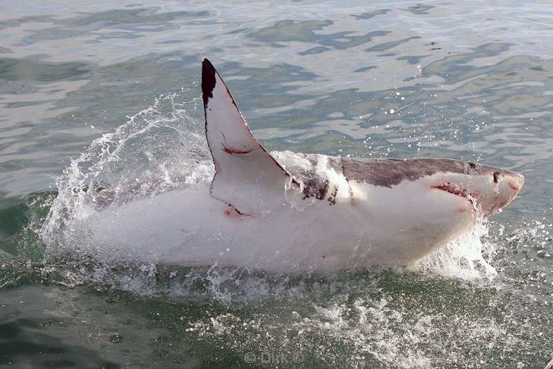 south africa great white shark