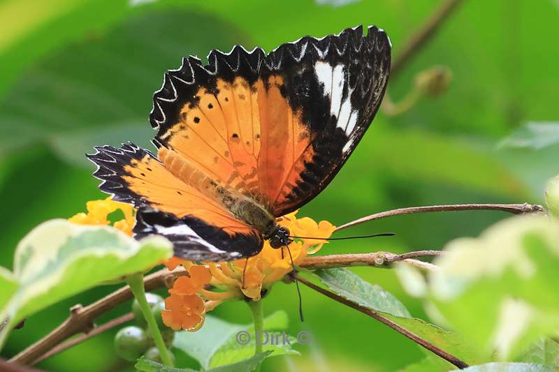 cambodia siem reap butterfly paradise