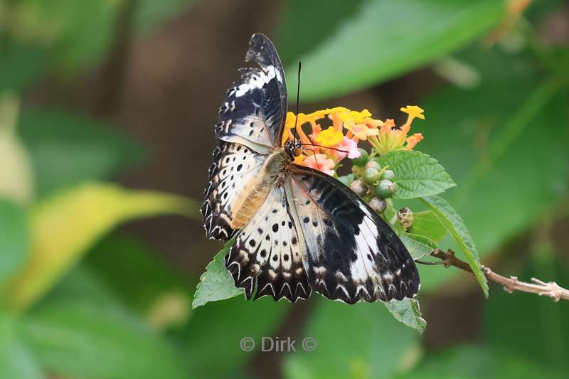 cambodia siem reap butterfly paradise