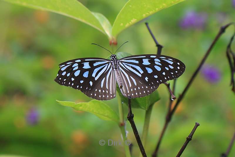 cambodia siem reap butterfly paradise