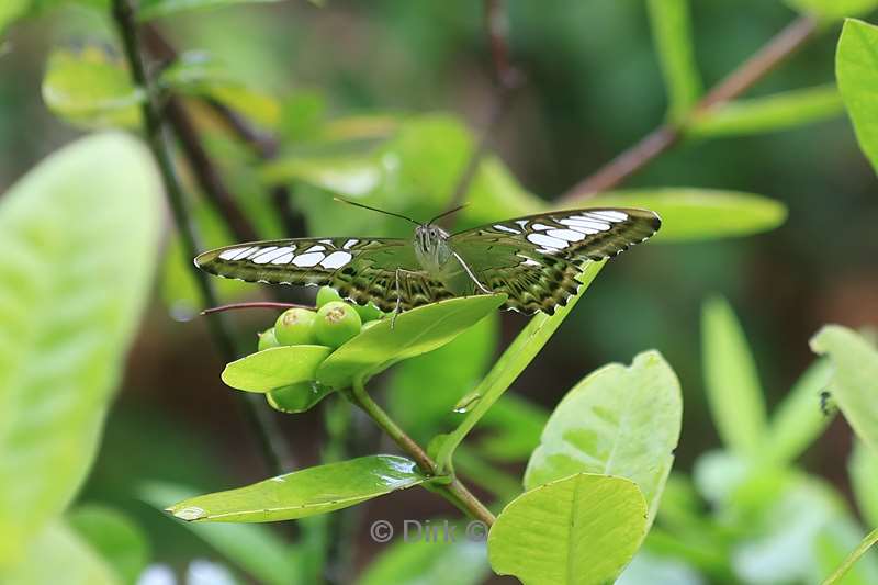 cambodia siem reap butterfly paradise
