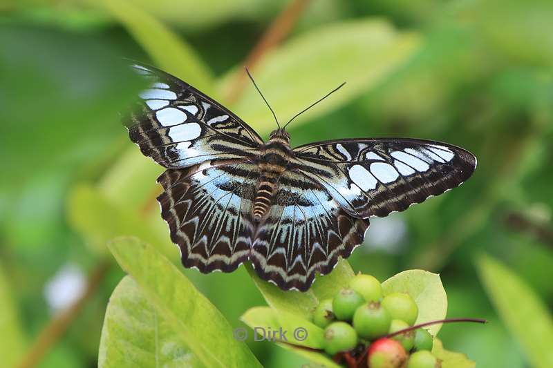 cambodia siem reap butterfly paradise