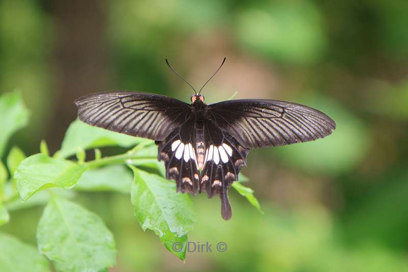 cambodia siem reap butterfly paradise