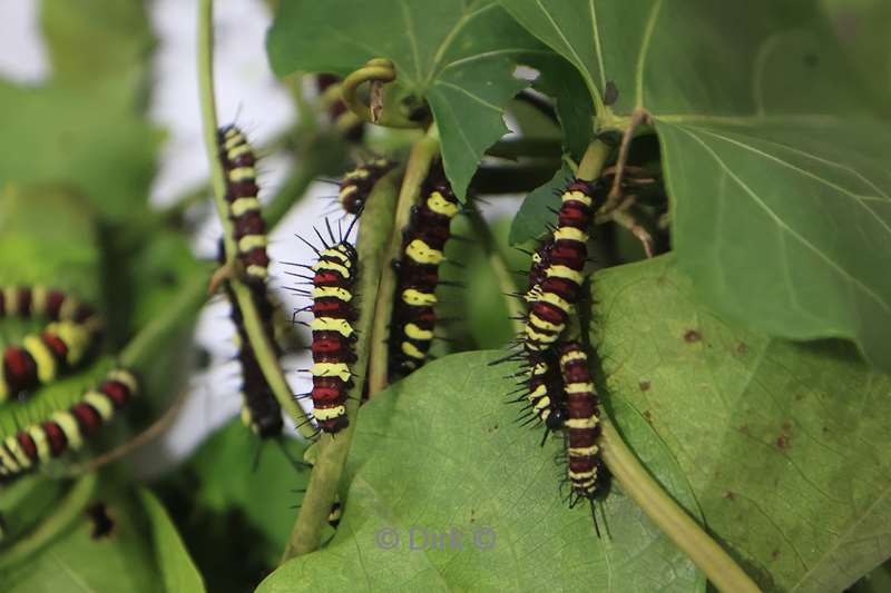 cambodia siem reap butterfly paradise
