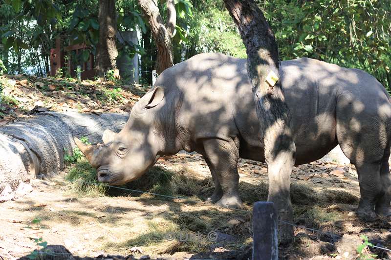 thailand chiang mai safari park