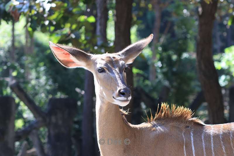 thailand chiang mai safari park