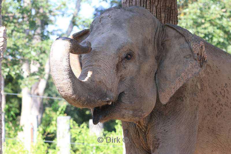 thailand chiang mai safari park