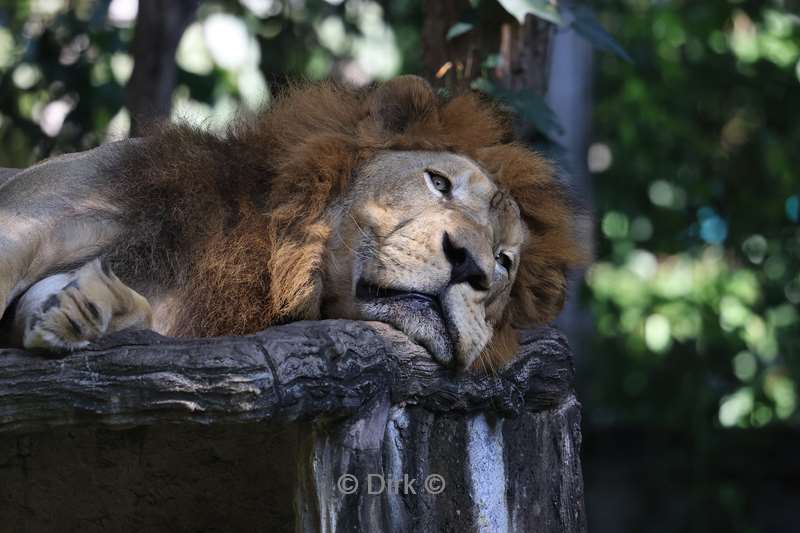 thailand chiang mai safari park
