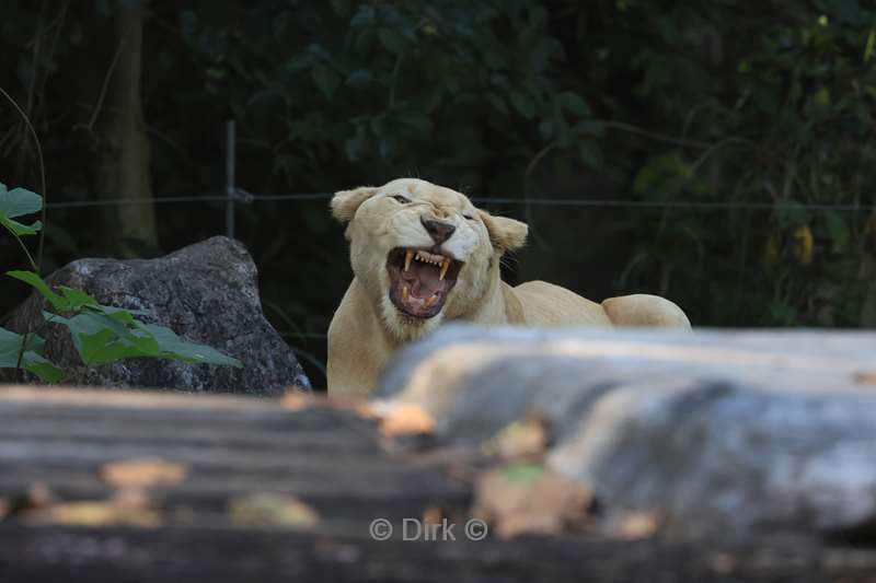 thailand chiang mai safari park