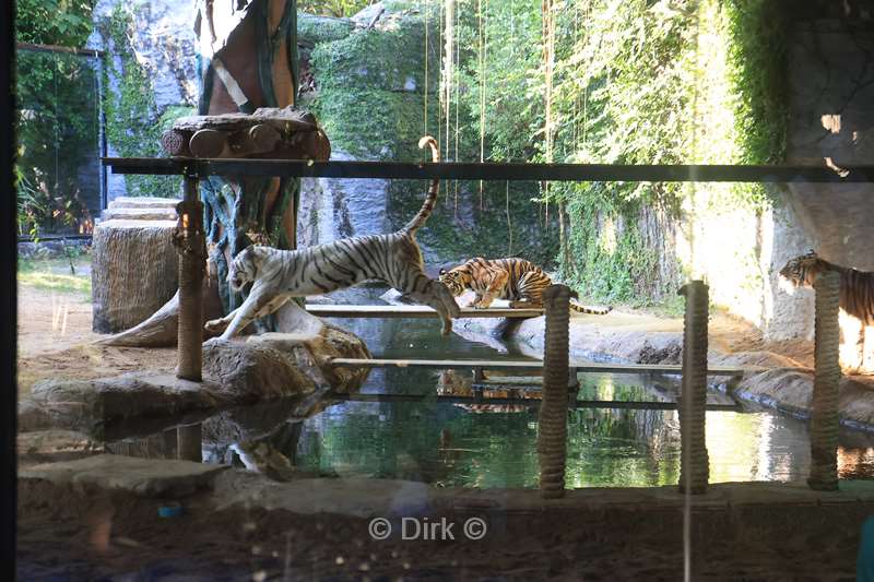 thailand chiang mai safari park