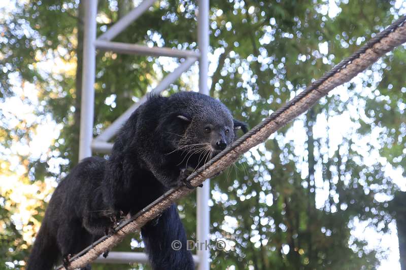 thailand chiang mai safari park