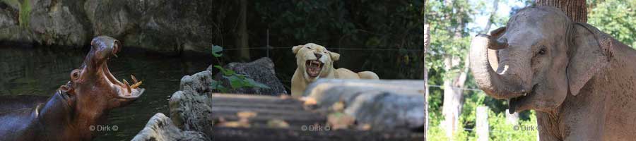 thailand chiang mai safari park