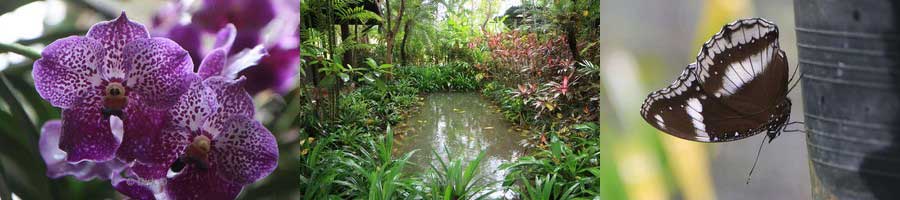 thailand orchideeentuin vlindertuin