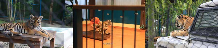 thailand tiger kingdom