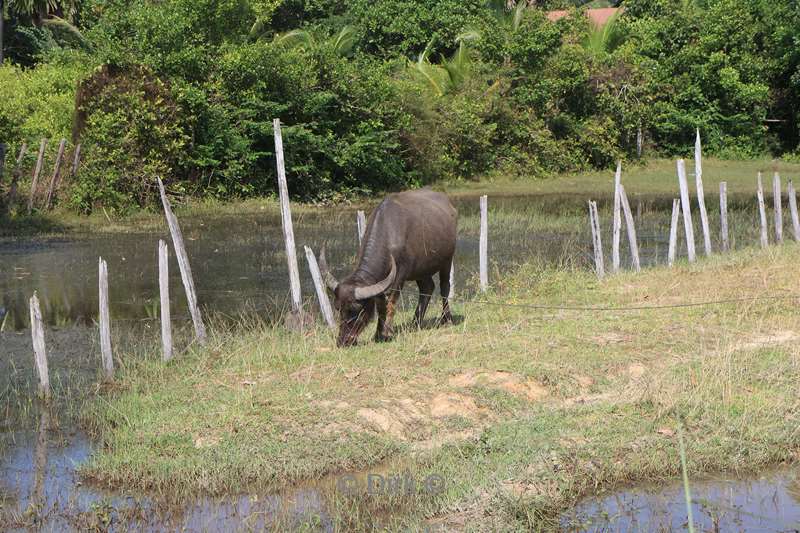 cambodia paalwoningendorp kampong phluk tonle sap meer