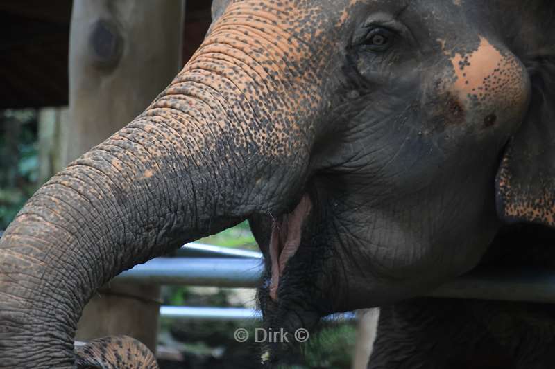 thailand  maesa elephant camp