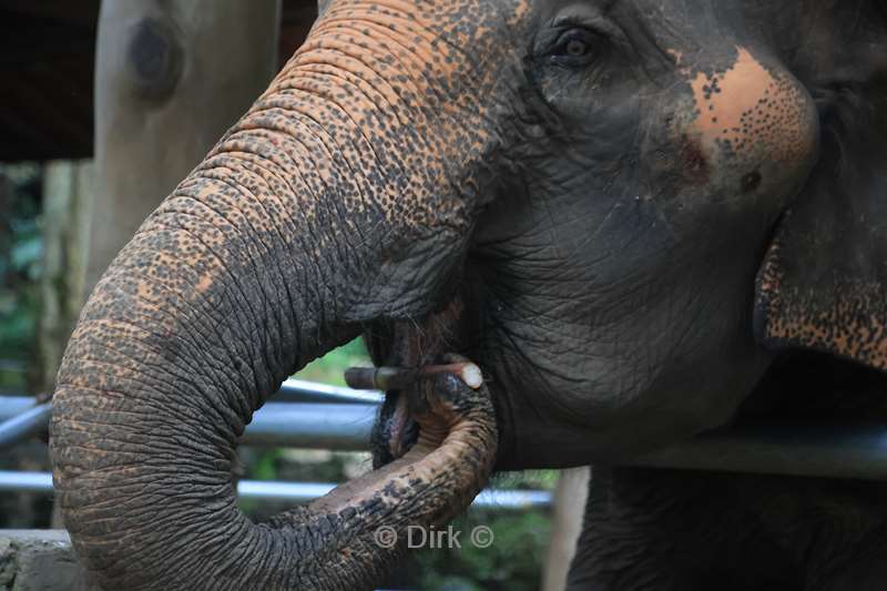 thailand  maesa elephant camp