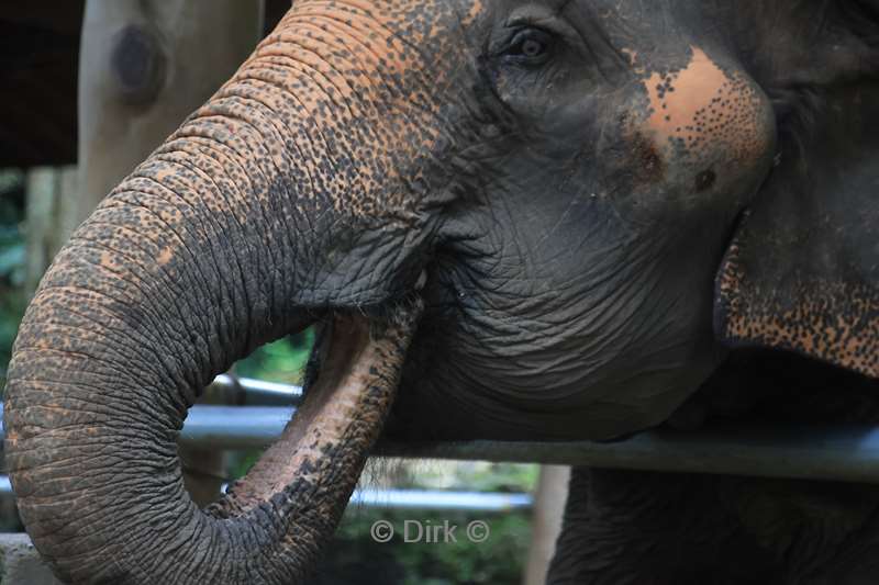 thailand  maesa elephant camp