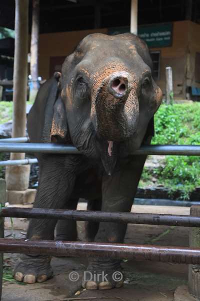 thailand  maesa elephant camp
