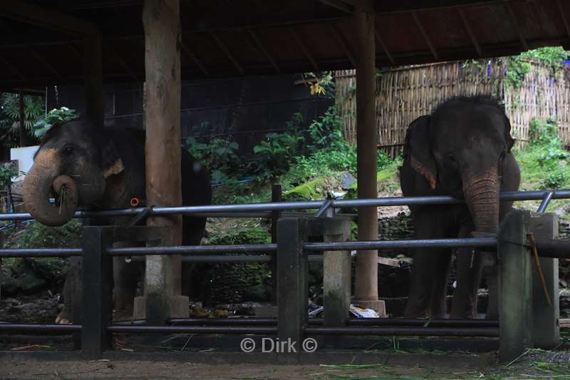 thailand  maesa elephant camp