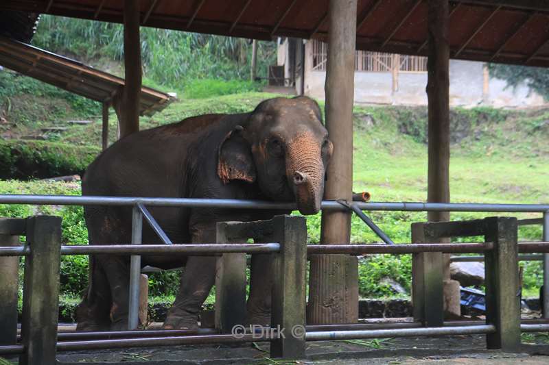 thailand  maesa elephant camp