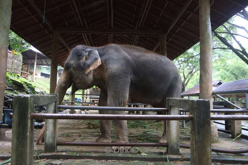 thailand  maesa elephant camp