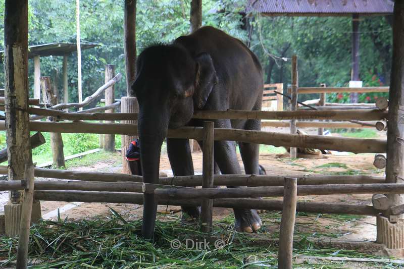 thailand  maesa elephant camp